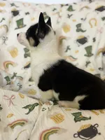 Molly, a female Cardigan Welsh Corgi and Pembroke Welsh Corgi for sale in Lake Station, IN – Photo 3 of 5