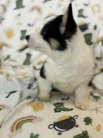 Molly, a female Cardigan Welsh Corgi and Pembroke Welsh Corgi for sale in Lake Station, IN – Photo 2 of 5