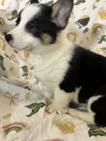 Molly, a female Cardigan Welsh Corgi and Pembroke Welsh Corgi for sale in Lake Station, IN – Photo 4 of 5