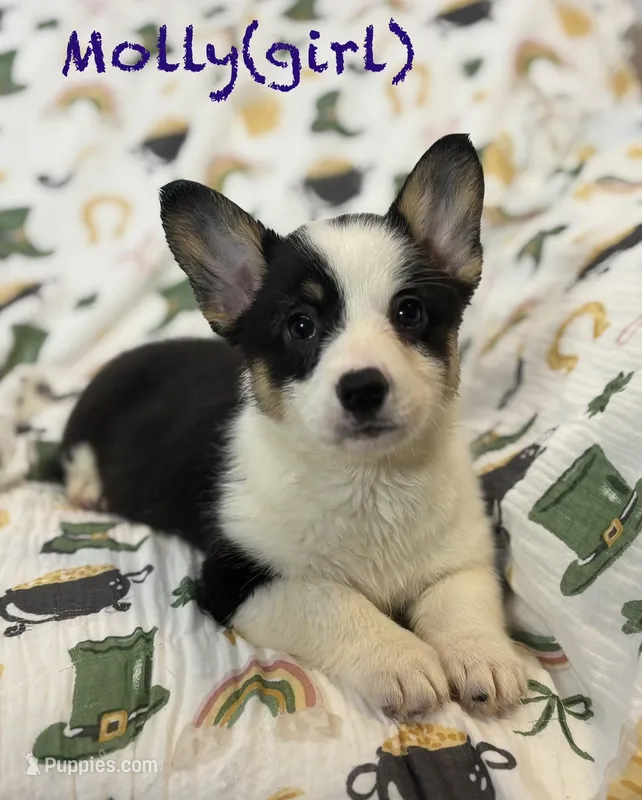 Molly – Cardigan Welsh Corgi, Pembroke Welsh Corgi puppy for sale in Lake Station, IN