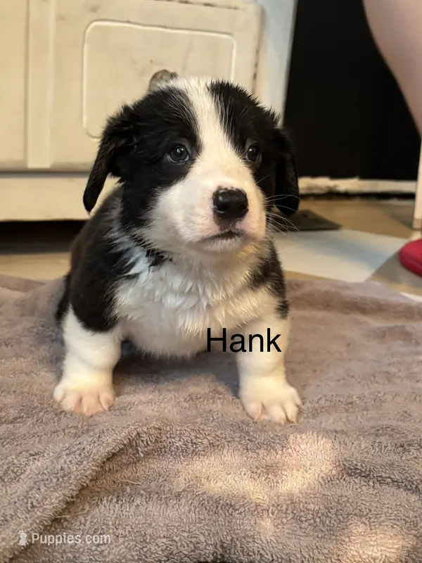 Hank – Cardigan Welsh Corgi, Pembroke Welsh Corgi puppy for sale in Lake Station, IN