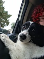 Bella, a female Cardigan Welsh Corgi and Pembroke Welsh Corgi for sale in Lake Station, IN – 1 of 3