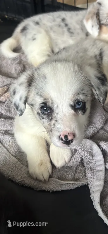 Jackie – Cardigan Welsh Corgi, Pembroke Welsh Corgi puppy for sale in Lake Station, IN
