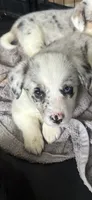 Jackie, a female Cardigan Welsh Corgi and Pembroke Welsh Corgi for sale in Lake Station, IN – 1 of 3