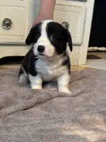 Hank, a male Cardigan Welsh Corgi and Pembroke Welsh Corgi for sale in Lake Station, IN – 3 of 3