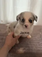 Jackie, a female Cardigan Welsh Corgi and Pembroke Welsh Corgi for sale in Lake Station, IN – 2 of 3