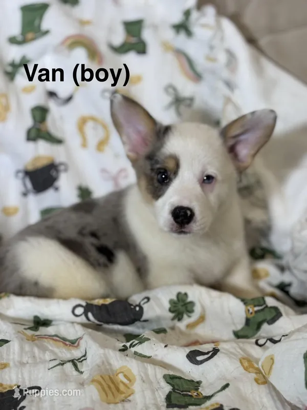 Van – Cardigan Welsh Corgi, Pembroke Welsh Corgi puppy for sale in Lake Station, IN