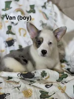 Van, a male Cardigan Welsh Corgi and Pembroke Welsh Corgi for sale in Lake Station, IN – Photo 1 of 4