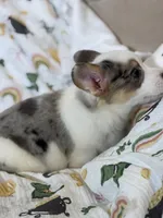 Van, a male Cardigan Welsh Corgi and Pembroke Welsh Corgi for sale in Lake Station, IN – Photo 4 of 4