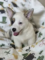 Van, a male Cardigan Welsh Corgi and Pembroke Welsh Corgi for sale in Lake Station, IN – Photo 3 of 4