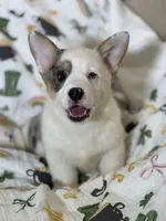 Van, a male Cardigan Welsh Corgi and Pembroke Welsh Corgi for sale in Lake Station, IN – Photo 2 of 4
