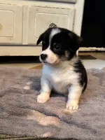 Minnie, a female Cardigan Welsh Corgi and Pembroke Welsh Corgi for sale in Lake Station, IN – 3 of 3