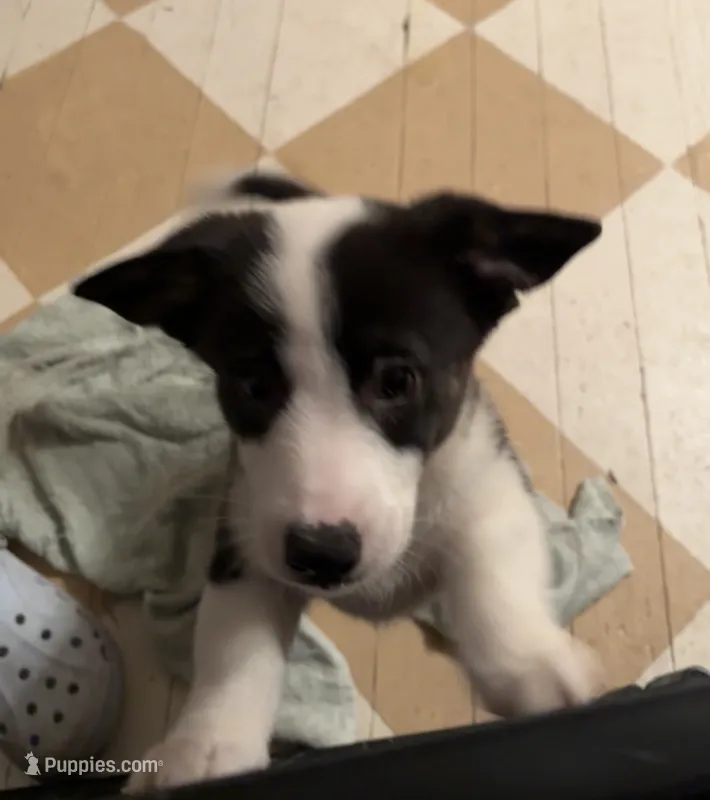 Hank – Cardigan Welsh Corgi, Pembroke Welsh Corgi puppy for sale in Lake Station, IN