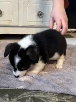 Minnie, a female Cardigan Welsh Corgi and Pembroke Welsh Corgi for sale in Lake Station, IN – 2 of 3