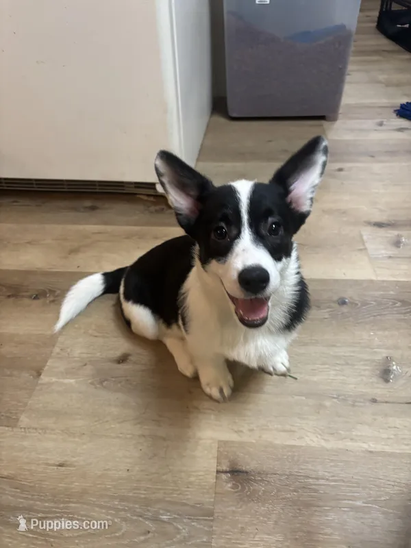 Purdy – Cardigan Welsh Corgi, Pembroke Welsh Corgi puppy for sale in Lake Station, IN