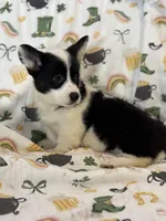 Purdy, a female Cardigan Welsh Corgi and Pembroke Welsh Corgi for sale in Lake Station, IN – Photo 3 of 3