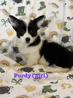 Purdy, a female Cardigan Welsh Corgi and Pembroke Welsh Corgi for sale in Lake Station, IN – Photo 2 of 3
