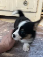 Clover, a female Cardigan Welsh Corgi and Pembroke Welsh Corgi for sale in Lake Station, IN – 3 of 3