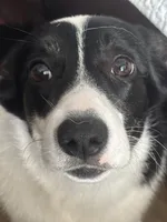 Bella, a female Cardigan Welsh Corgi and Pembroke Welsh Corgi for sale in Lake Station, IN – 2 of 3