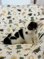 Marco, a male Cardigan Welsh Corgi and Pembroke Welsh Corgi for sale in Lake Station, IN – Photo 5 of 5