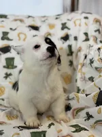 Marco, a male Cardigan Welsh Corgi and Pembroke Welsh Corgi for sale in Lake Station, IN – Photo 4 of 5