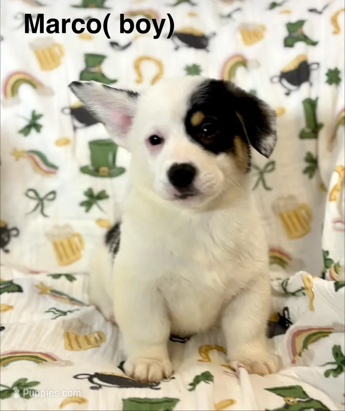 Marco – Cardigan Welsh Corgi, Pembroke Welsh Corgi puppy for sale in Lake Station, IN