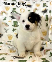 Marco, a male Cardigan Welsh Corgi and Pembroke Welsh Corgi for sale in Lake Station, IN – Photo 1 of 5
