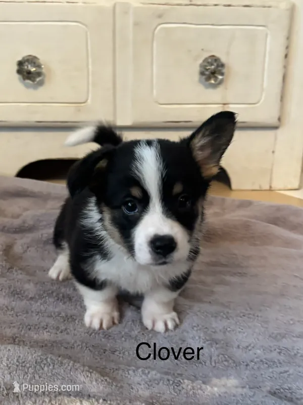 Clover – Cardigan Welsh Corgi, Pembroke Welsh Corgi puppy for sale in Lake Station, IN