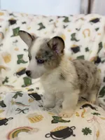 Fawna, a female Cardigan Welsh Corgi and Pembroke Welsh Corgi for sale in Lake Station, IN – Photo 3 of 4