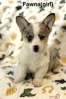 Fawna, a female Cardigan Welsh Corgi and Pembroke Welsh Corgi for sale in Lake Station, IN – Photo 1 of 4