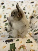 Fawna, a female Cardigan Welsh Corgi and Pembroke Welsh Corgi for sale in Lake Station, IN – Photo 4 of 4