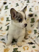 Fawna, a female Cardigan Welsh Corgi and Pembroke Welsh Corgi for sale in Lake Station, IN – Photo 2 of 4