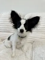Mini, a female Papillon for sale in Clarkston, WA – 5 of 10