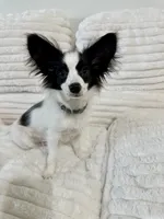 Mini, a female Papillon for sale in Clarkston, WA – 7 of 10