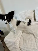 Bambi, a male Papillon for sale in Clarkston, WA – 5 of 10