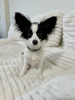 Mini, a female Papillon for sale in Clarkston, WA – 2 of 10