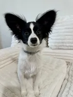 Bambi, a male Papillon for sale in Clarkston, WA – 8 of 10