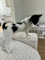 Bambi, a male Papillon for sale in Clarkston, WA – 10 of 10