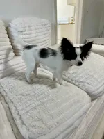 Mini, a female Papillon for sale in Clarkston, WA – 4 of 10