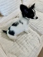 Bambi, a male Papillon for sale in Clarkston, WA – 4 of 10