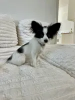 Mini, a female Papillon for sale in Clarkston, WA – 10 of 10