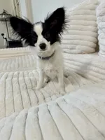 Mini, a female Papillon for sale in Clarkston, WA – 8 of 10
