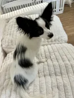 Mini, a female Papillon for sale in Clarkston, WA – 6 of 10