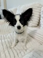Mini, a female Papillon for sale in Clarkston, WA – 1 of 10