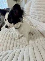 Mini, a female Papillon for sale in Clarkston, WA – 9 of 10
