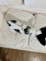 Bambi, a male Papillon for sale in Clarkston, WA – 3 of 10