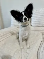 Bambi, a male Papillon for sale in Clarkston, WA – 2 of 10