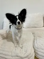 Bambi, a male Papillon for sale in Clarkston, WA – 1 of 10