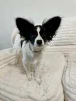 Bambi, a male Papillon for sale in Clarkston, WA – 6 of 10