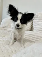 Mini, a female Papillon for sale in Clarkston, WA – 3 of 10